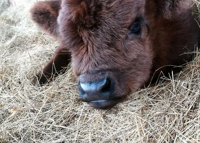 Auszeit Zwischen Fellnasen
